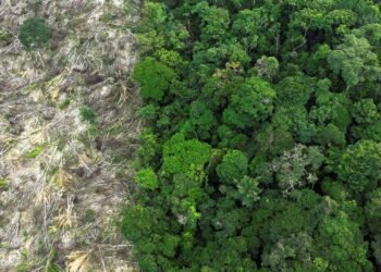 No Amazonas, 62% da exploração madeireira é feita ilegalmente