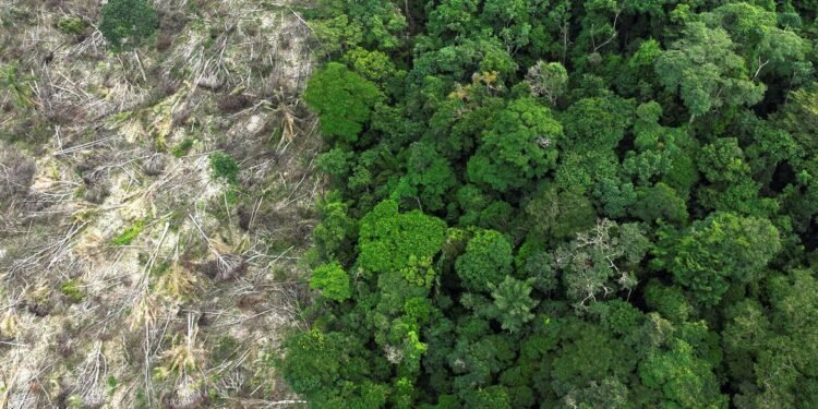 No Amazonas, 62% da exploração madeireira é feita ilegalmente