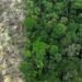 No Amazonas, 62% da exploração madeireira é feita ilegalmente